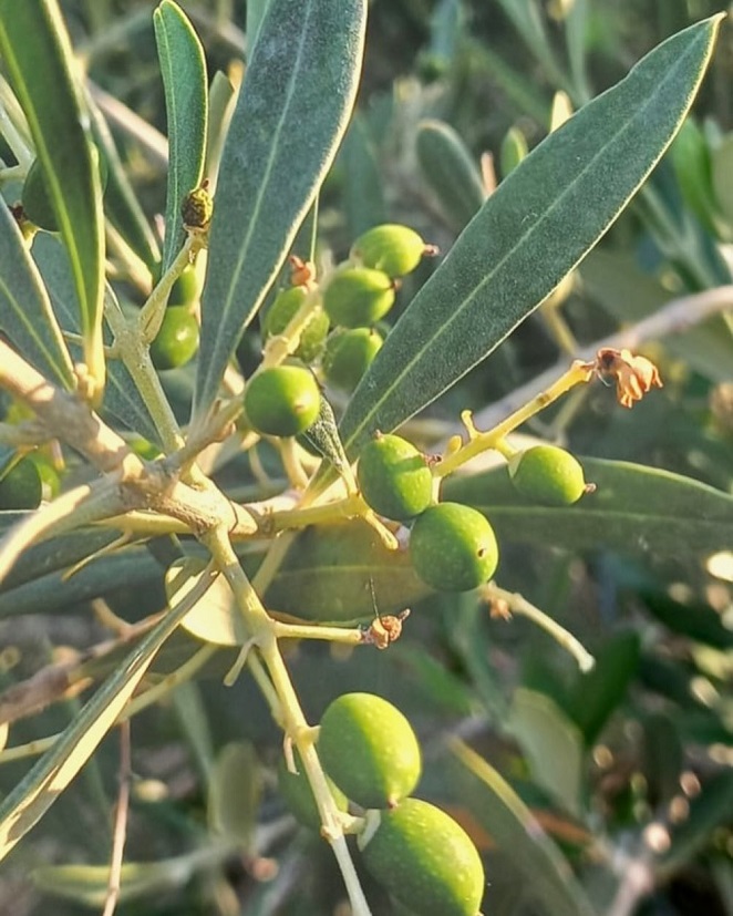 Yavuzhan Zeytinyağı Fabrikası 2023-2024 Sezonuna Başladı