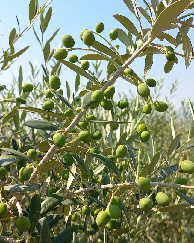 Yavuzhan Zeytinyağı Fabrikası 2023-2024 Sezonuna Başladı