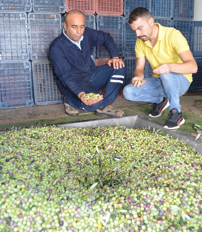 Yavuzhan Zeytinyağı Fabrikası 2023-2024 Sezonuna Başladı