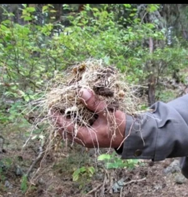 Cinsel Problemi Olan Mührü Süleyman Bitkisi Kullansın