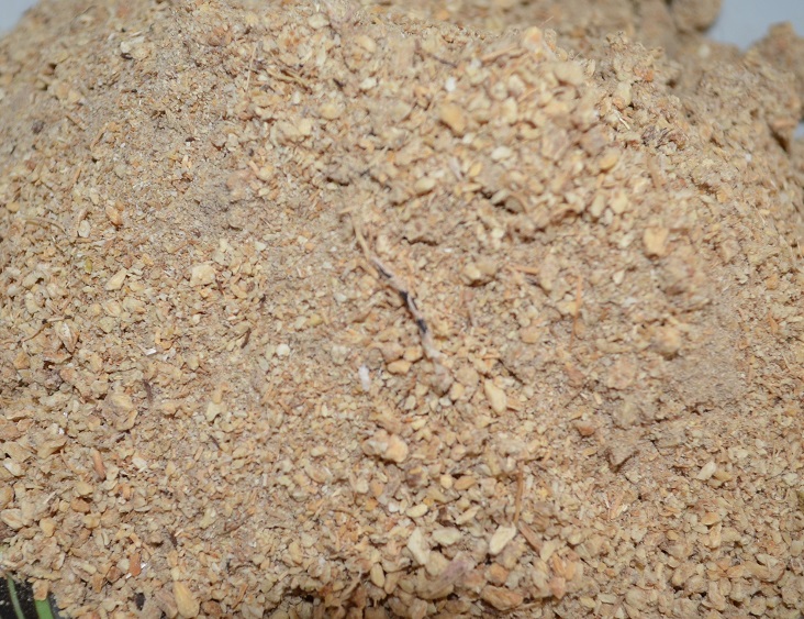 Cinsel Problemi Olan Mührü Süleyman Bitkisi Kullansın