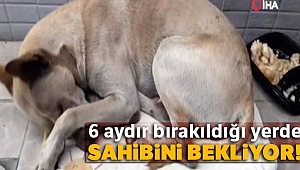 6 aydır bırakıldığı yerde sahibini bekliyor