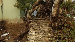 610 yıllık çınar ağacına kurtarma operasyonu