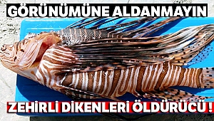 Aslan Balığı'nın görünümüne aldanmayın