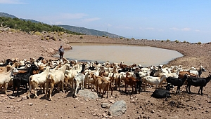 Büyükşehir'den hayvanların susuz kalmaması için yaşam vahaları