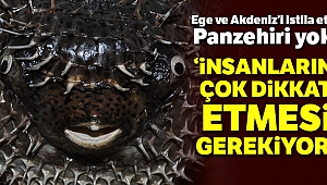 Denizlerin tek dişli canavarı balon balığı, Ege ve Akdeniz’i istila etmeye başladı