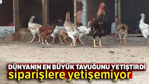 Dünyanın en büyük tavuğunu yetiştirdi, siparişlere yetişemiyor