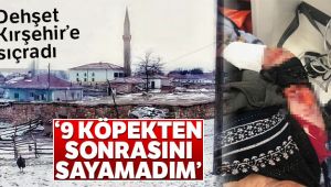 Kayseri'den sonra Kırşehir'de köpek saldırısı