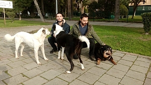 Köpek gezdirerek para kazanıyorlar