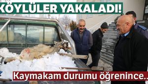Köylüler yakaladı, kaymakamın talimatıyla doğaya bırakıldı