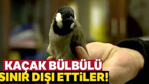 Avusturya, Iraklı 'kaçak' bülbülü sınır dışı etti