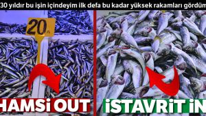 Hamsi Out, istavrit İn...
