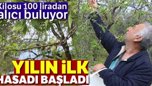 Yılın ilk hasadı çağlalar 100 liradan alıcı buluyor