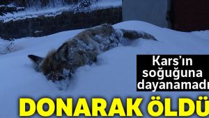 Kars’ın soğuğu tilki dondurdu