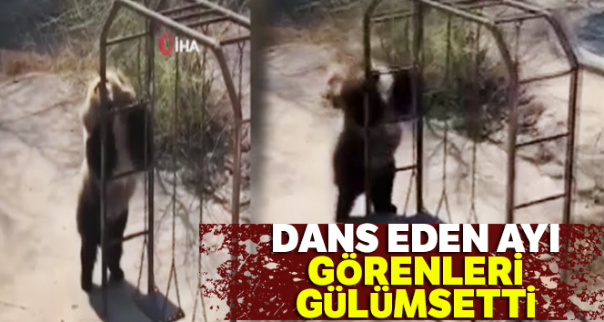 Dans eden ayı görenleri gülümsetti