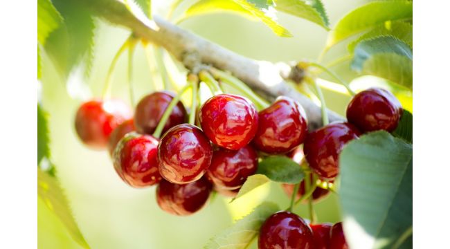 Kiraz ihracatında hedef 200 milyon dolar