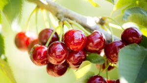  Kiraz ihracatında hedef 200 milyon dolar