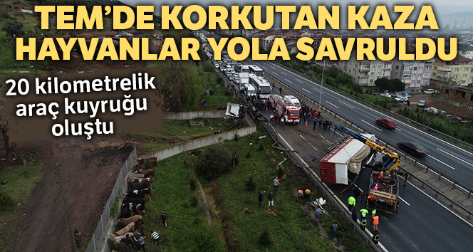 TEM'de hayvan yüklü tır yola devrildi araç kuyruğu oluştu