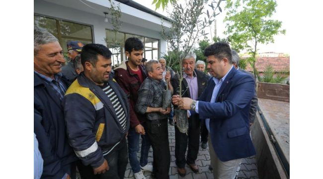 Buca köylerinde zeytin seferberliği