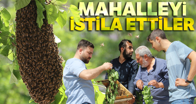 Kovanını terk eden bal arıları mahalleyi istila etti
