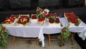 Bayındır Balcılar Kiraz Şenliği 9. Yılında