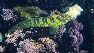 İzmir Körfezi'nde boru kurdu