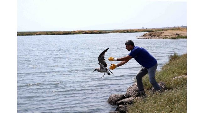 Karşıyaka’da ‘yavru martı’ seferberliği