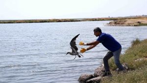Karşıyaka’da ‘yavru martı’ seferberliği