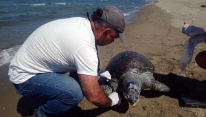  Ölü yeşil deniz kaplumbağası kıyıya vurdu