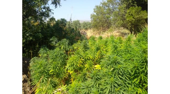 Domates tarlasına Hint keneviri ekmişler