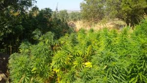 Domates tarlasına Hint keneviri ekmişler 