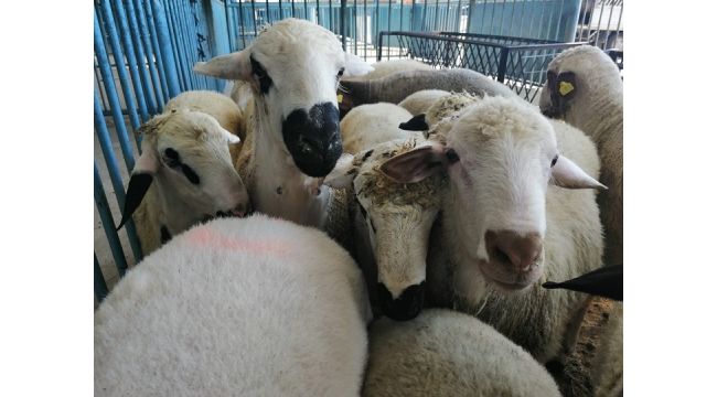 İzmir'de 20 mahalle ‘veba’ şüphesi ile karantinaya alındı