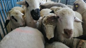 İzmir'de 20 mahalle ‘veba’ şüphesi ile karantinaya alındı 