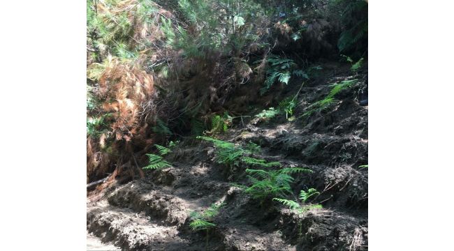 İzmir' de Hint Keneviri Operasyonu