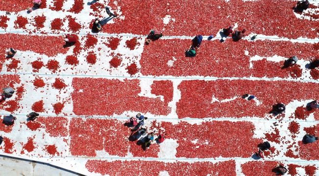 İzmir ovaları kırmızıya büründü