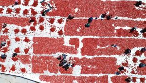  İzmir ovaları kırmızıya büründü