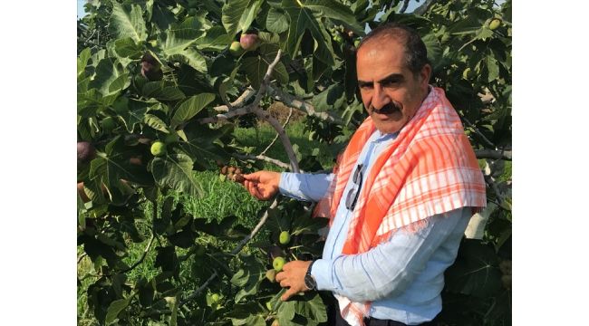 Lezzet deposu taze siyah incirin ihracat yolculuğu başladı