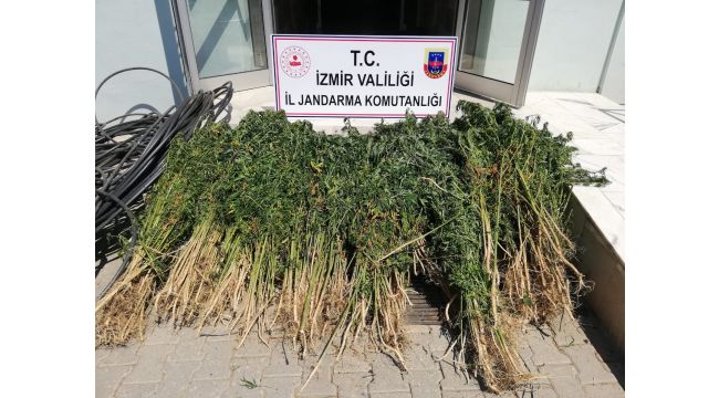 Zehir bitkisine damlama sulama