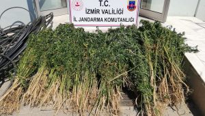 Zehir bitkisine damlama sulama