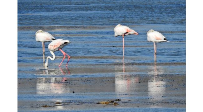 Alaçatı'ya Kuş Gözlem Parkuru yapılacak