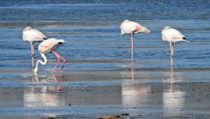 Alaçatı'ya Kuş Gözlem Parkuru yapılacak