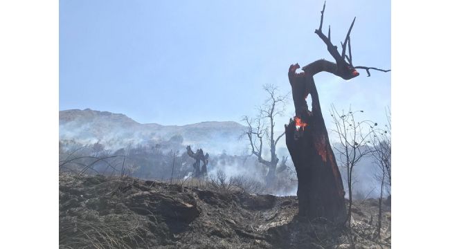 Beydağ'da korkutan orman yangını