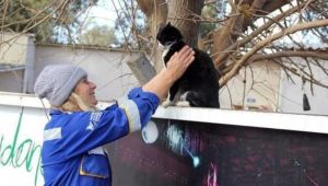 HAYTAP yangından etkilenen hayvanların tedavisini üstlendi 