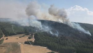  İzmir'de ağaçlandırma sahasında yangın