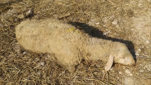 İzmir'de küçükbaş hayvanlarda veba paniği 