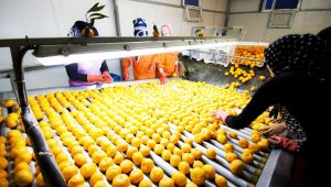 Narenciyede 900 milyon dolar ihracat hedefi