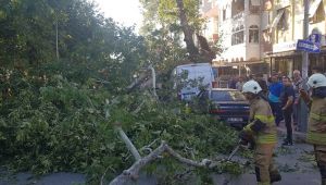 Tire’de asırlık çınar zamana direnemedi