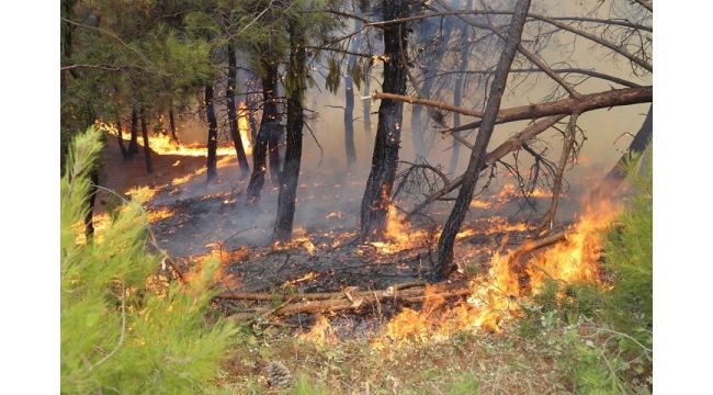 Yangını sonrası büyük kampanya