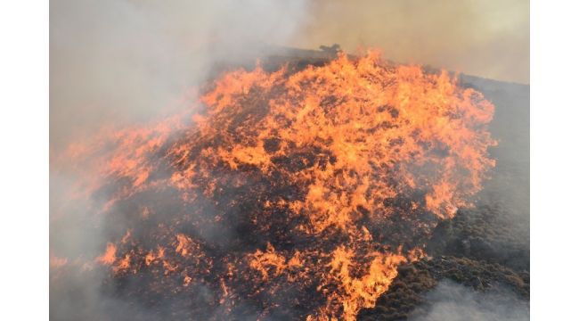 İzmir’de 2 ilçede orman yangını