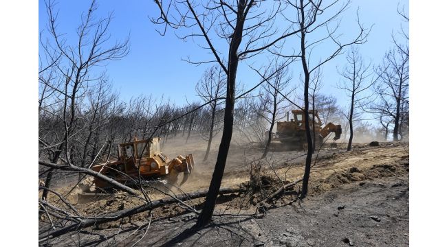 İzmir'de yanan alanı yeşillendirmek için hazırlıklar başladı